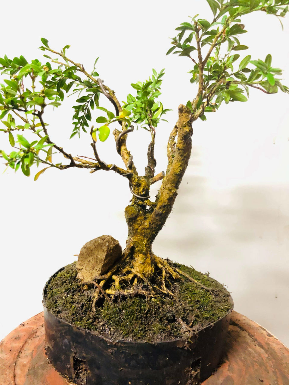 Choisir un pot à bonsai - Comment bien le choisir ?