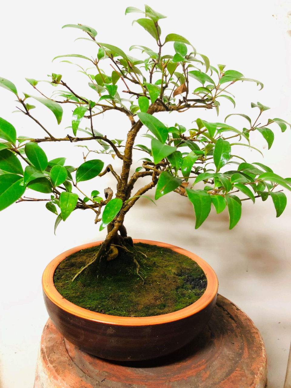 pot bonsai